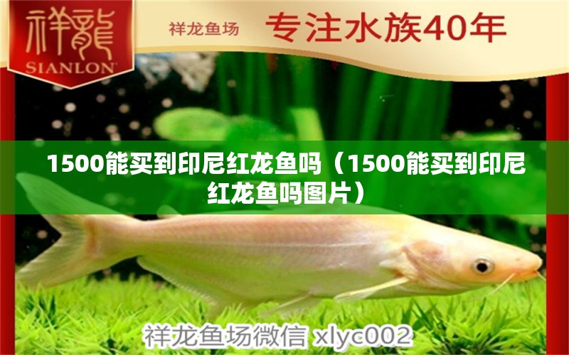 1500能买到印尼红龙鱼吗（1500能买到印尼红龙鱼吗图片）