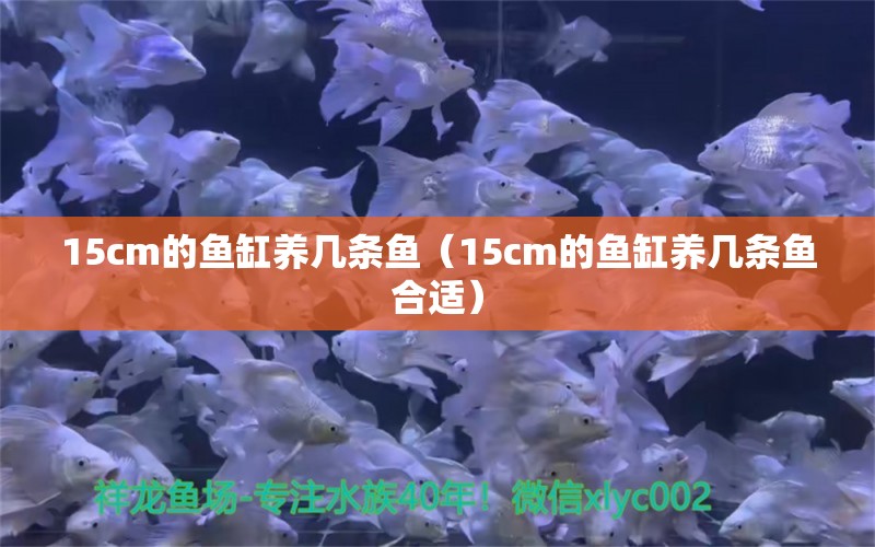 15cm的鱼缸养几条鱼（15cm的鱼缸养几条鱼合适） 其他品牌鱼缸