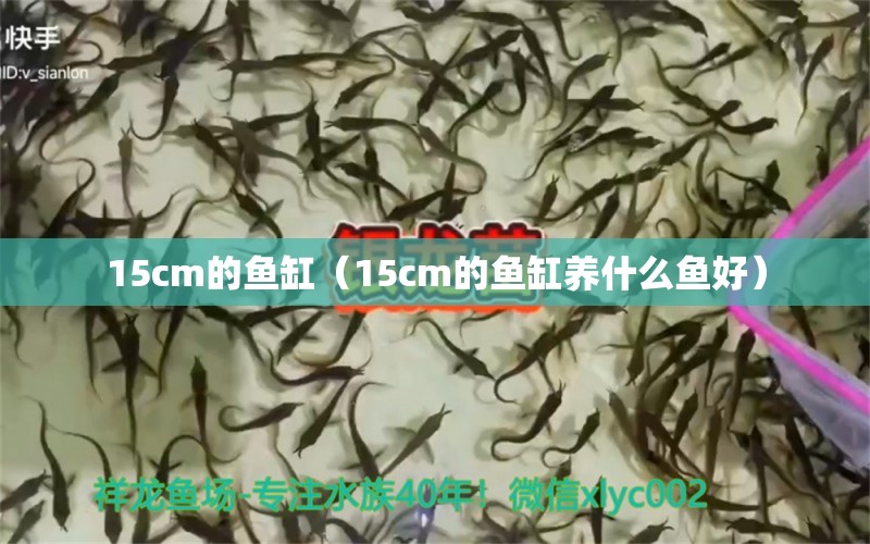 15cm的鱼缸（15cm的鱼缸养什么鱼好）