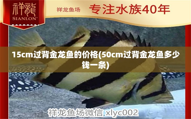 15cm过背金龙鱼的价格(50cm过背金龙鱼多少钱一条)