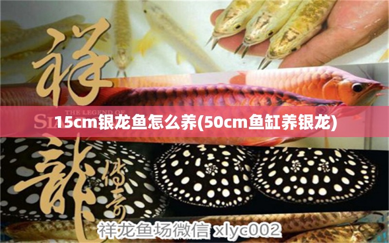 15cm银龙鱼怎么养(50cm鱼缸养银龙)