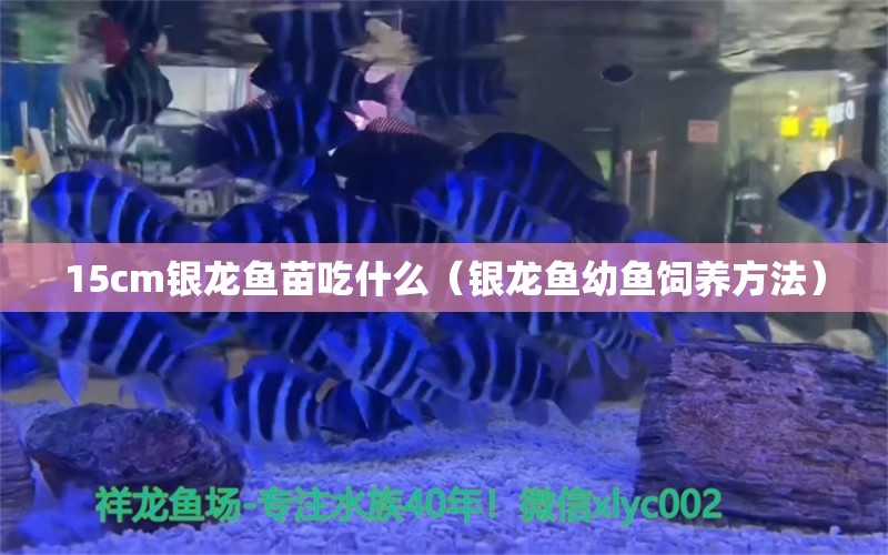 15cm银龙鱼苗吃什么（银龙鱼幼鱼饲养方法） 水族问答 第2张