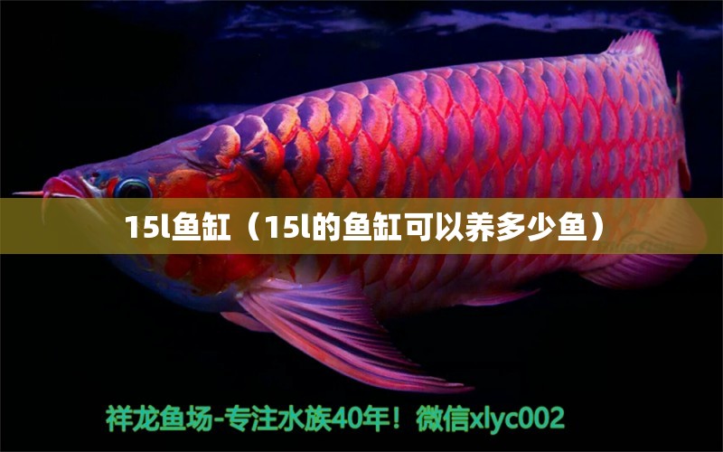 15l鱼缸（15l的鱼缸可以养多少鱼） 其他品牌鱼缸