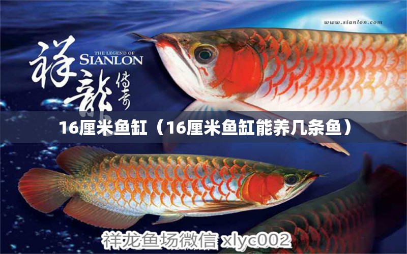 16厘米鱼缸（16厘米鱼缸能养几条鱼） 其他品牌鱼缸