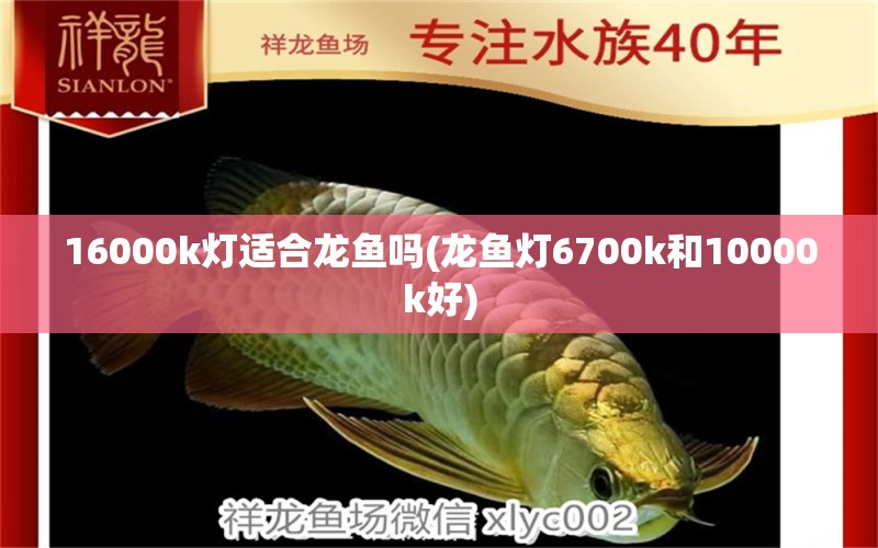 16000k灯适合龙鱼吗(龙鱼灯6700k和10000k好) 元宝鲫