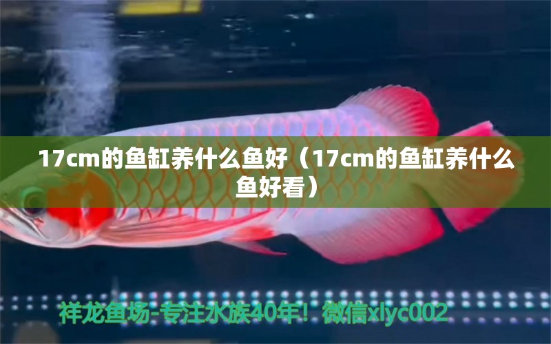 17cm的鱼缸养什么鱼好（17cm的鱼缸养什么鱼好看） 其他品牌鱼缸