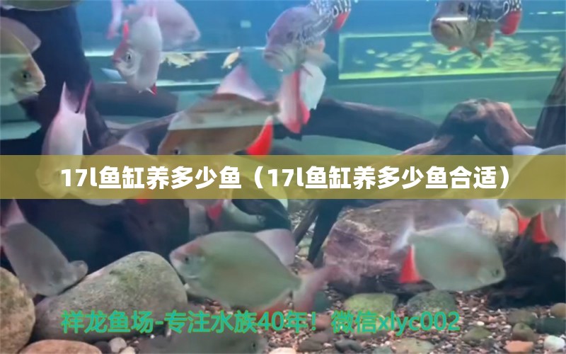 17l鱼缸养多少鱼（17l鱼缸养多少鱼合适） 其他品牌鱼缸