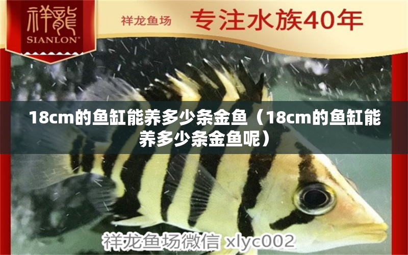 18cm的鱼缸能养多少条金鱼（18cm的鱼缸能养多少条金鱼呢） 其他品牌鱼缸