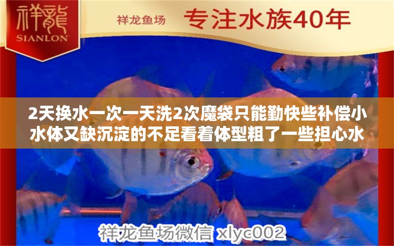 2天换水一次一天洗2次魔袋只能勤快些补偿小水体又缺沉淀的不足看着体型粗了一些担心水 养鱼的好处