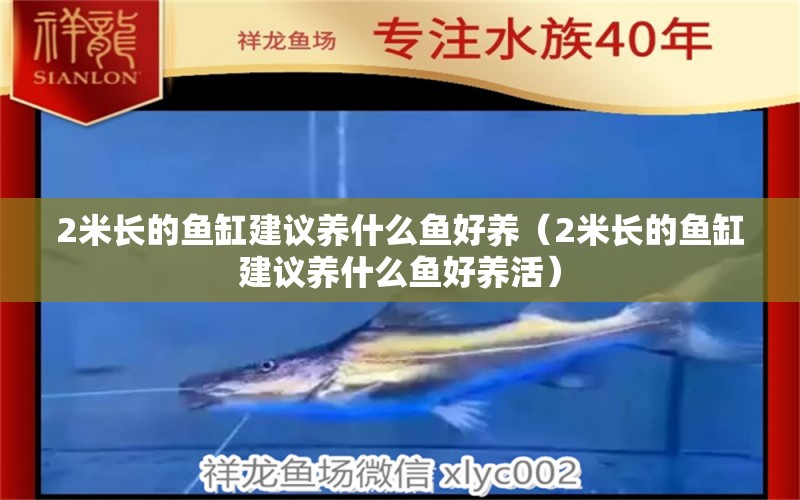 2米长的鱼缸建议养什么鱼好养（2米长的鱼缸建议养什么鱼好养活）