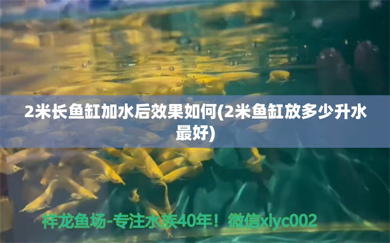 2米长鱼缸加水后效果如何(2米鱼缸放多少升水最好)