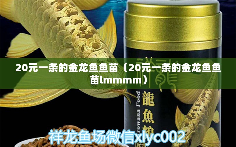 20元一条的金龙鱼鱼苗（20元一条的金龙鱼鱼苗lmmmm）