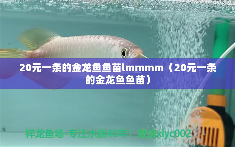 20元一条的金龙鱼鱼苗lmmmm（20元一条的金龙鱼鱼苗）