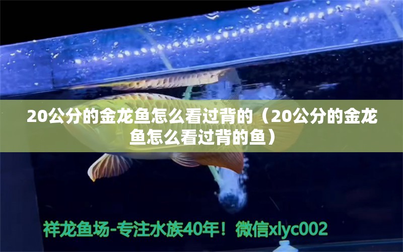 20公分的金龙鱼怎么看过背的（20公分的金龙鱼怎么看过背的鱼） 稀有金龙鱼 第1张