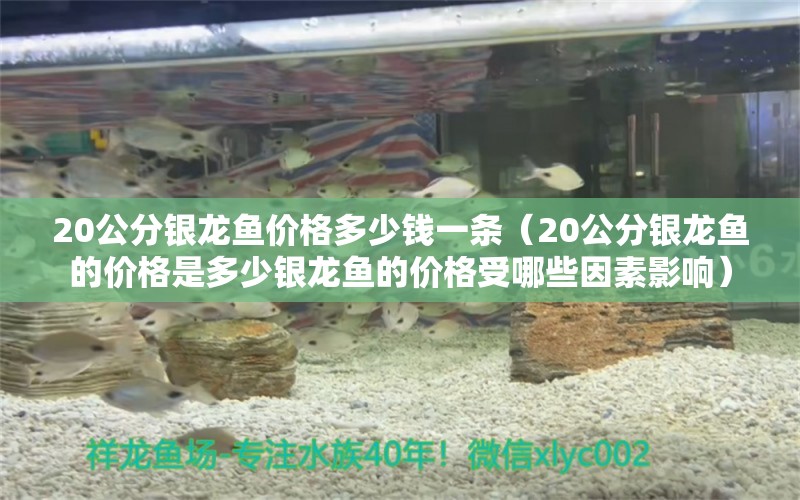 20公分银龙鱼价格多少钱一条（20公分银龙鱼的价格是多少银龙鱼的价格受哪些因素影响） 水族问答 第2张