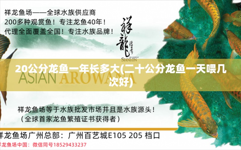 20公分龙鱼一年长多大(二十公分龙鱼一天喂几次好) 海水鱼（海水鱼批发）