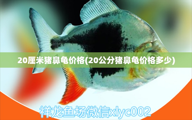 20厘米猪鼻龟价格(20公分猪鼻龟价格多少)