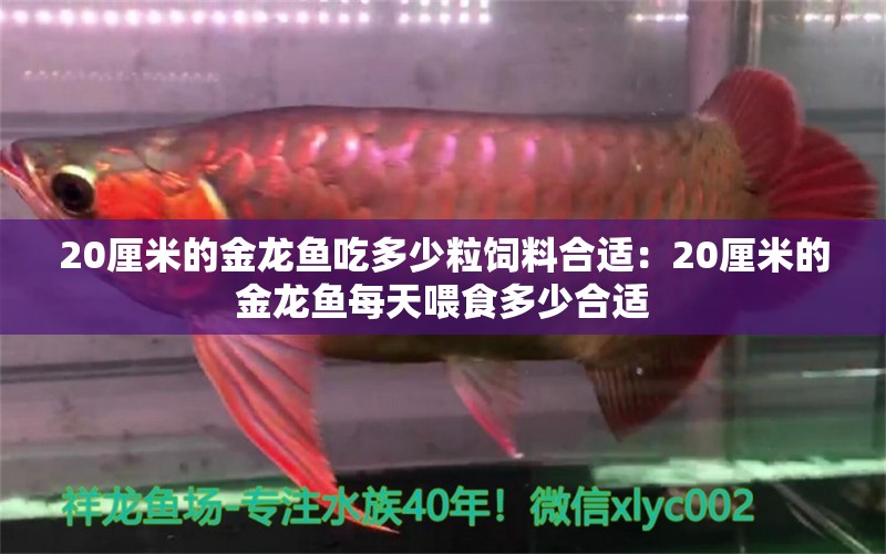 20厘米的金龙鱼吃多少粒饲料合适：20厘米的金龙鱼每天喂食多少合适