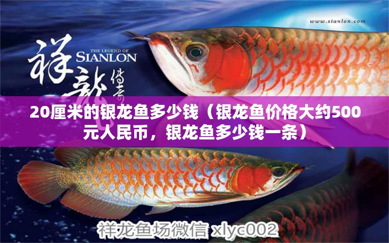 20厘米的银龙鱼多少钱（银龙鱼价格大约500元人民币，银龙鱼多少钱一条） 水族问答 第2张