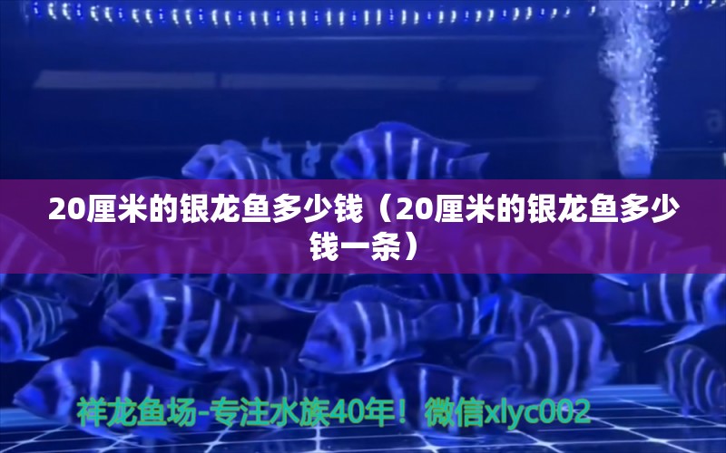 20厘米的银龙鱼多少钱（20厘米的银龙鱼多少钱一条）