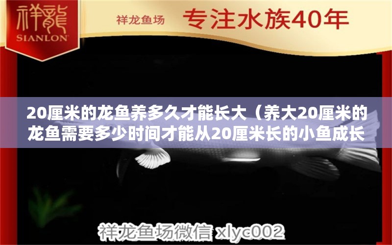 20厘米的龙鱼养多久才能长大（养大20厘米的龙鱼需要多少时间才能从20厘米长的小鱼成长） 水族问答 第2张