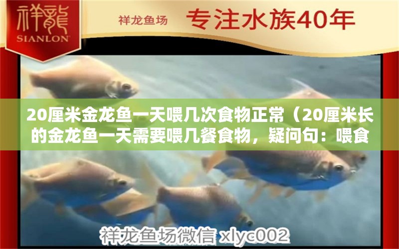 20厘米金龙鱼一天喂几次食物正常（20厘米长的金龙鱼一天需要喂几餐食物，疑问句：喂食过多可能导致） 水族问答 第2张