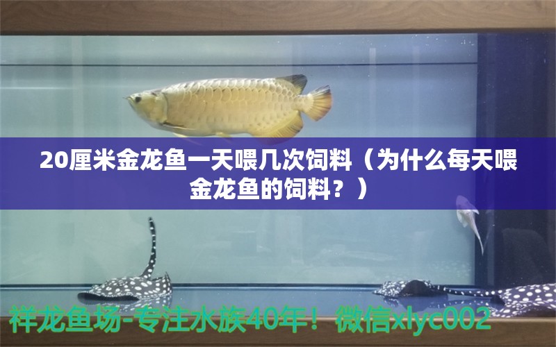 20厘米金龙鱼一天喂几次饲料（为什么每天喂金龙鱼的饲料？） 水族问答 第1张