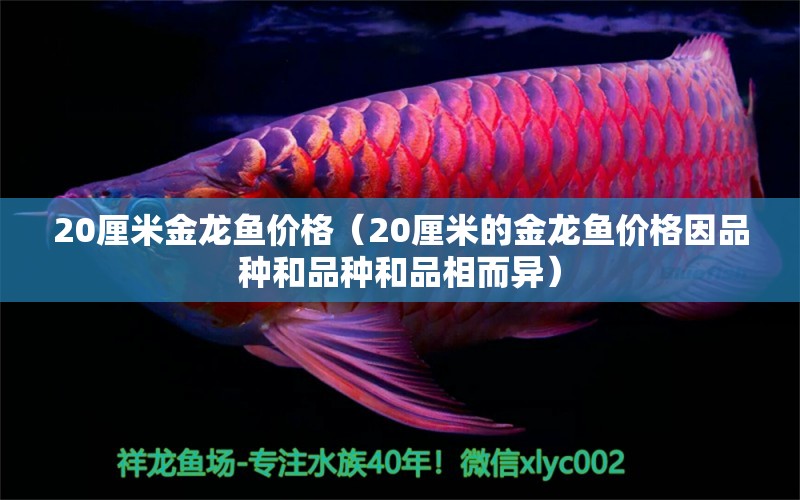 20厘米金龙鱼价格（20厘米的金龙鱼价格因品种和品种和品相而异）