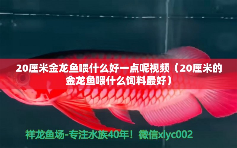 20厘米金龙鱼喂什么好一点呢视频（20厘米的金龙鱼喂什么饲料最好）