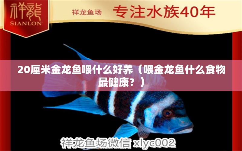 20厘米金龙鱼喂什么好养（喂金龙鱼什么食物最健康？） 水族问答 第2张