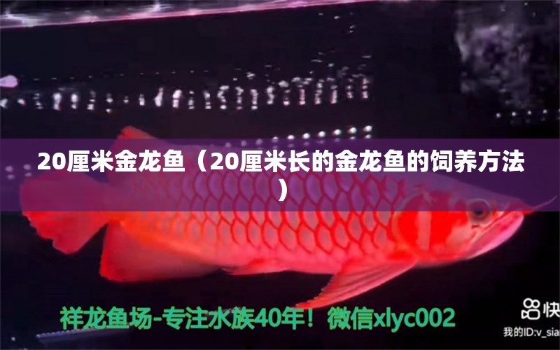 20厘米金龙鱼（20厘米长的金龙鱼的饲养方法） 水族问答 第1张