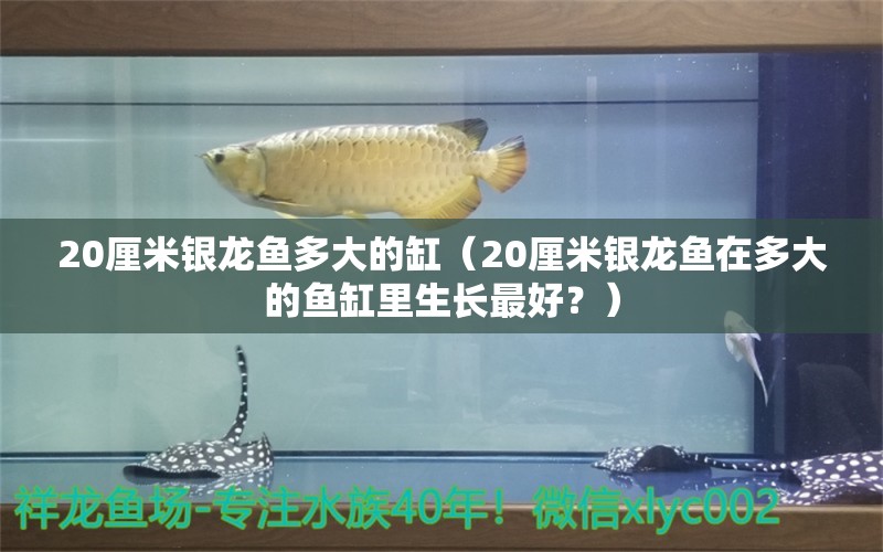 20厘米银龙鱼多大的缸（20厘米银龙鱼在多大的鱼缸里生长最好？） 水族问答 第2张