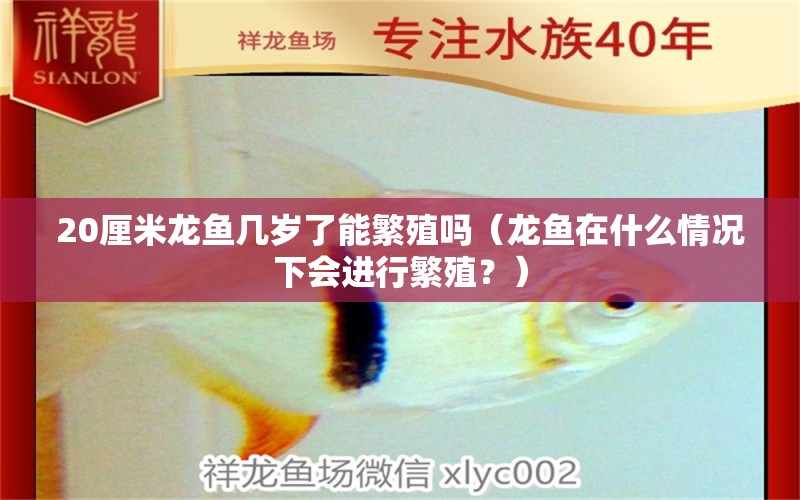 20厘米龙鱼几岁了能繁殖吗（龙鱼在什么情况下会进行繁殖？） 水族问答 第2张