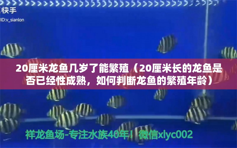 20厘米龙鱼几岁了能繁殖（20厘米长的龙鱼是否已经性成熟，如何判断龙鱼的繁殖年龄） 水族问答 第2张