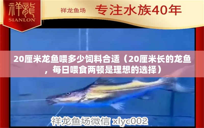 20厘米龙鱼喂多少饲料合适（20厘米长的龙鱼，每日喂食两顿是理想的选择） 水族问答 第1张