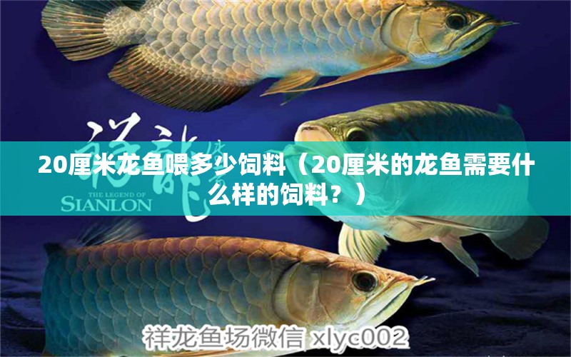 20厘米龙鱼喂多少饲料（20厘米的龙鱼需要什么样的饲料？） 水族问答 第2张