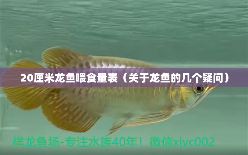 20厘米龙鱼喂食量表（关于龙鱼的几个疑问） 水族问答