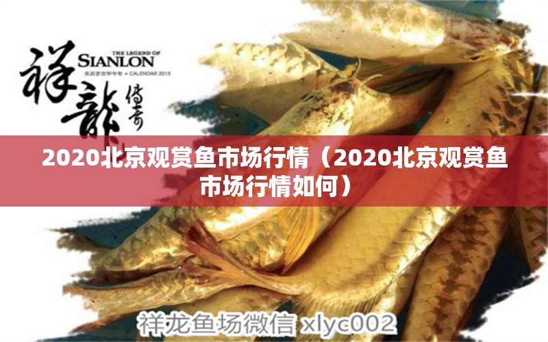 2020北京观赏鱼市场行情（2020北京观赏鱼市场行情如何） 观赏鱼市场（混养鱼）