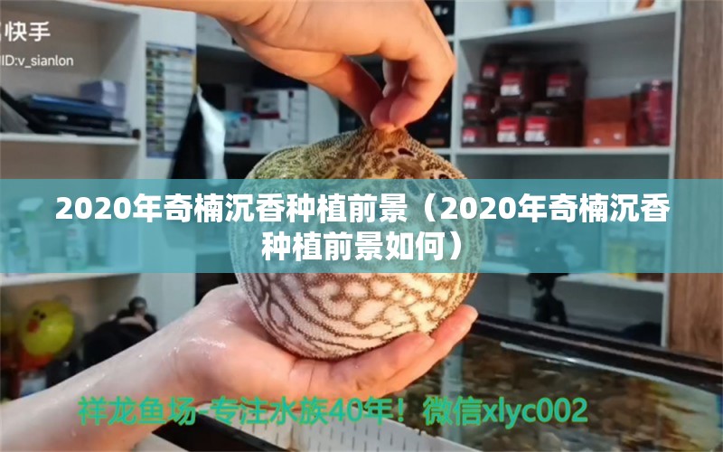 2020年奇楠沉香种植前景（2020年奇楠沉香种植前景如何）