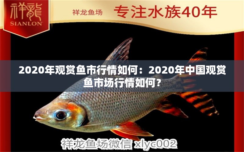 2020年观赏鱼市行情如何：2020年中国观赏鱼市场行情如何？ 鱼缸百科 第2张