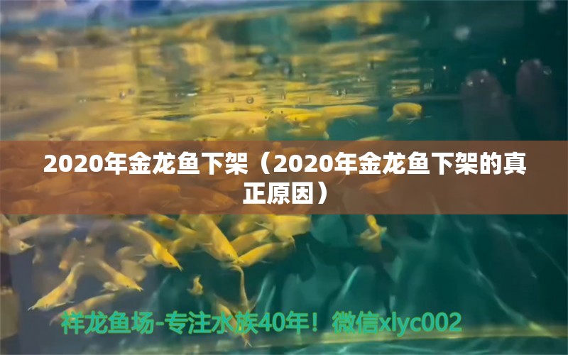 2020年金龙鱼下架（2020年金龙鱼下架的真正原因）