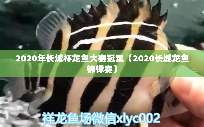 2020年长城杯龙鱼大赛冠军（2020长城龙鱼锦标赛） 2024第28届中国国际宠物水族展览会CIPS（长城宠物展2024 CIPS）