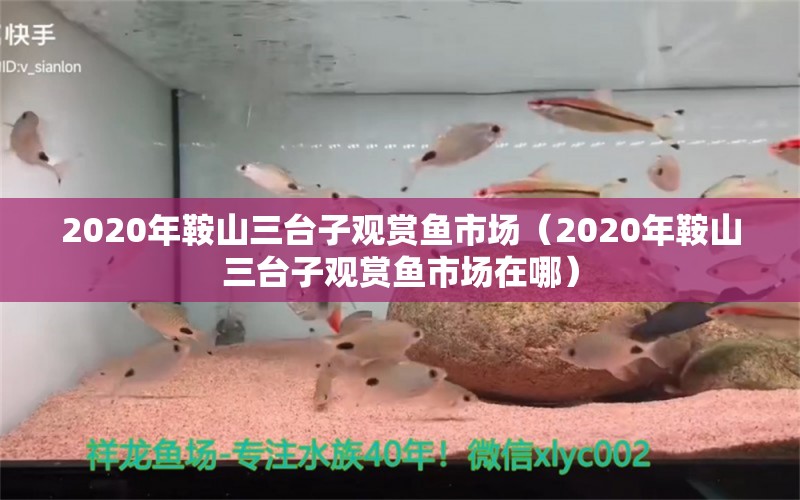 2020年鞍山三台子观赏鱼市场（2020年鞍山三台子观赏鱼市场在哪） 观赏鱼市场（混养鱼）