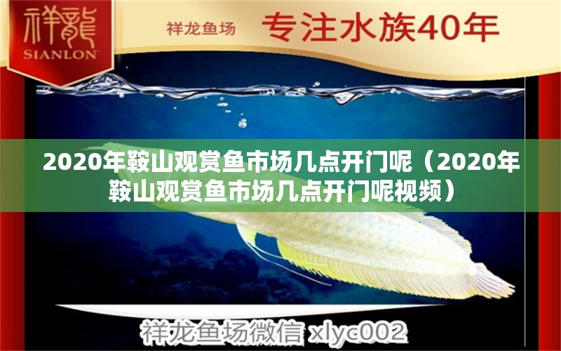 2020年鞍山观赏鱼市场几点开门呢（2020年鞍山观赏鱼市场几点开门呢视频）