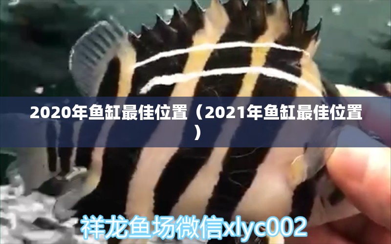 2020年鱼缸最佳位置（2021年鱼缸最佳位置）