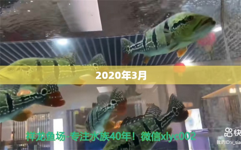 2020年3月 观赏鱼论坛 第3张