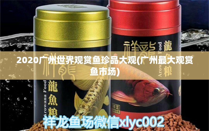 2020广州世界观赏鱼珍品大观(广州最大观赏鱼市场)