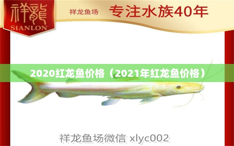 2020红龙鱼价格（2021年红龙鱼价格）