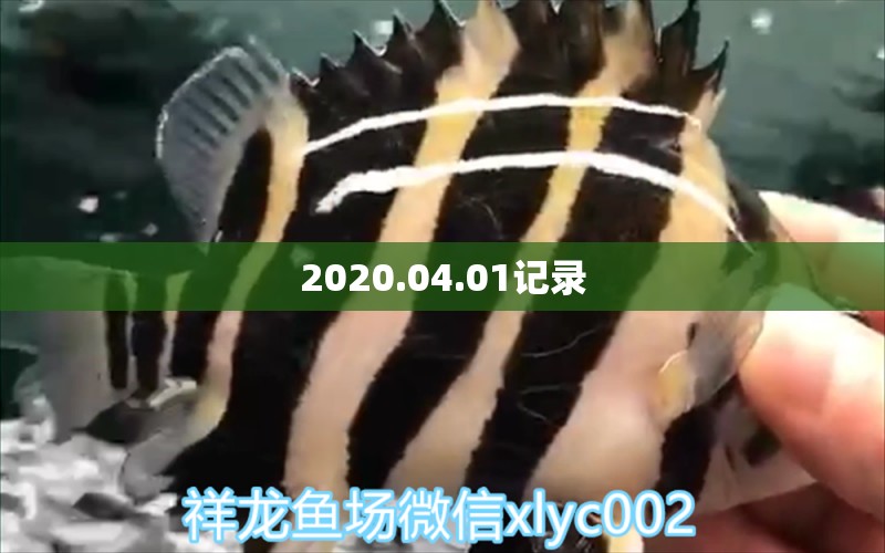 2020.04.01记录 观赏鱼论坛 第3张