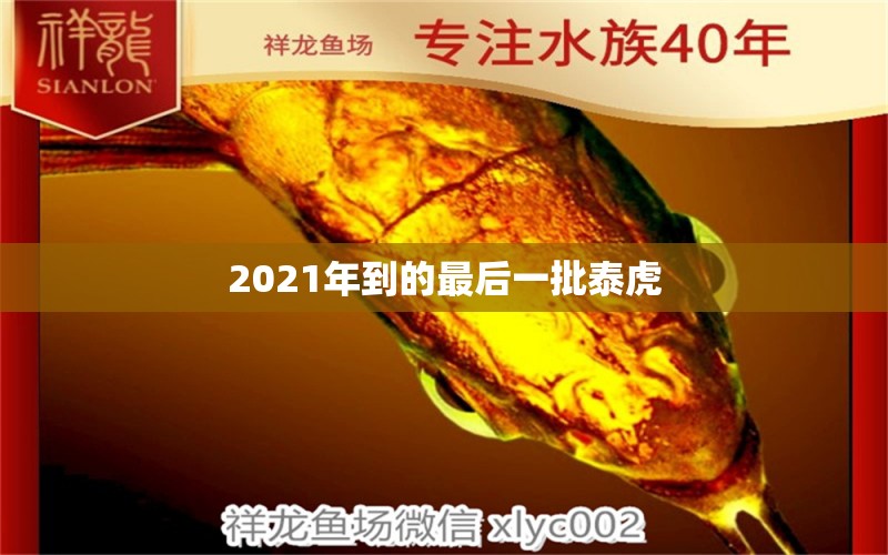 2021年到的最后一批泰虎 泰国虎鱼 第1张